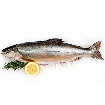 Голец свежемороженый блочной заморозки вылов 2025г  Фото Голец свежемороженый блочной заморозки вылов 2025г