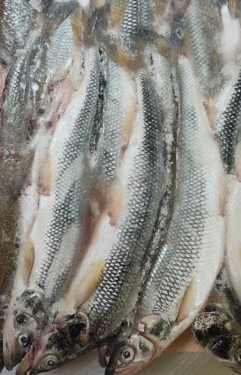 Корюшка азиатская зубастая тихоокеанская свежемороженая 20-35см (20кг мешок) Фото Корюшка азиатская зубастая тихоокеанская свежемороженая 20-35см (20кг мешок)
