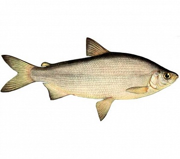 Пелядь 1+ Фото Пелядь 1+