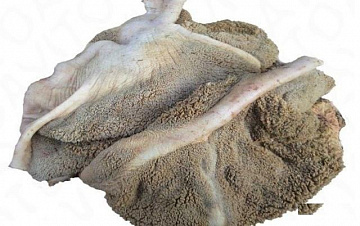 Желудок северного оленя (не очищенный) Фото Желудок северного оленя (не очищенный)