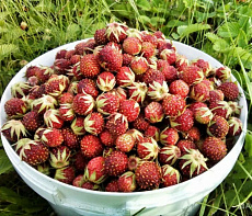 Клубника дикая , луговая свежемороженая