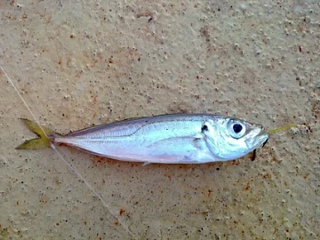 Фото Ставридка черноморская 10-15