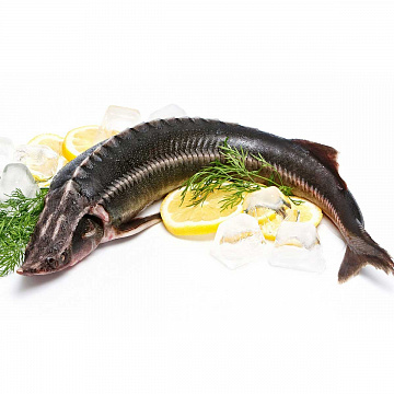 Осётр свежемороженый (9+ кг) Фото Осётр свежемороженый (9+ кг)