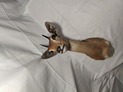 Превью Голова антилопы Стенбок