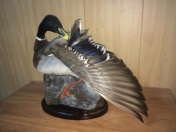 Селезни в различных позах Фото Селезни в различных позах