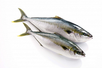 Лакедра (желтохвост) 700-1300 ( коробка 20кг блочной заморозки) Фото Лакедра (желтохвост) 700-1300 ( коробка 20кг блочной заморозки)