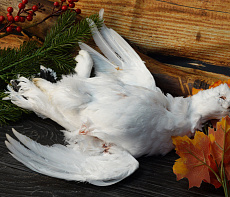 Куропатка полярная в пере свежемороженая