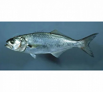 Луфарь черноморский свежемороженый (11-16см)  Фото Луфарь черноморский свежемороженый (11-16см)