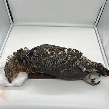 Капалуха  в пере (Глухарь) Фото Капалуха  в пере (Глухарь)