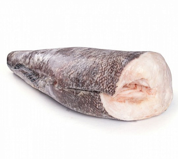 Клыкач (чилийский сибас) Фото Клыкач (чилийский сибас)