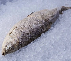 Омуль свежемороженый 1,6+ кг подлёдка