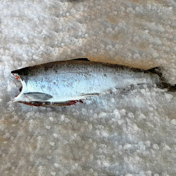 Кета тихоокеанская свежемороженая потрошеная без головы Фото Кета тихоокеанская свежемороженая потрошеная без головы