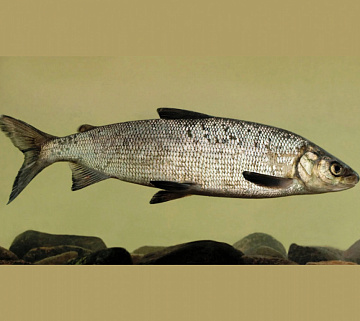 Сиг 0,3-2кг (упаковка) Фото Сиг 0,3-2кг (упаковка)