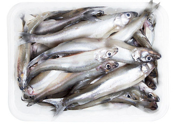 Корюшка балтийская (Питерская) 10-15 см свежемороженая  Фото Корюшка балтийская (Питерская) 10-15 см свежемороженая