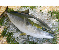 Лакедра (желтохвост) 0,5-1кг