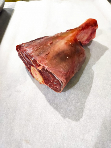 Голяшка лося на кости Фото Голяшка лося на кости