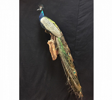 Чучело павлина Фото Чучело павлина