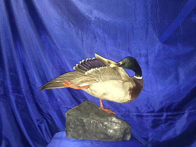 Превью Селезни в различных позах