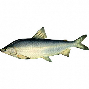 Муксун свежемороженый (1,8-2,2кг) Фото Муксун свежемороженый (1,8-2,2кг)