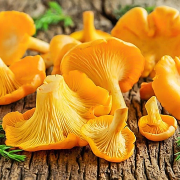 Грибы лисички целые, замороженные 8.5 кг Фото Грибы лисички целые, замороженные 8.5 кг