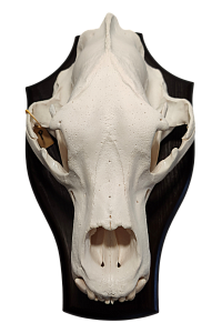 Превью Череп камчатского медведя на медальоне