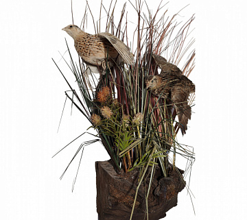 Композиция перепела Фото Композиция перепела