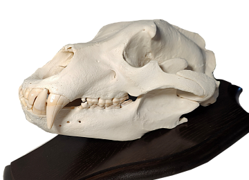 Череп камчатского медведя на медальоне Фото Череп камчатского медведя на медальоне