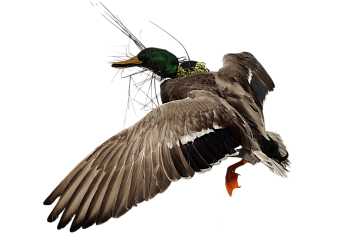 Селезень на медальоне Фото Селезень на медальоне