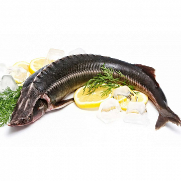 Осетр свежемороженый (20+кг) Фото Осетр свежемороженый (20+кг)