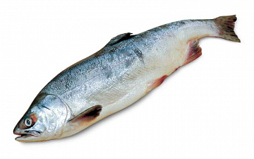 Горбуша свежемороженая непотрошеная (мешок 20кг) Фото Горбуша свежемороженая непотрошеная (мешок 20кг)