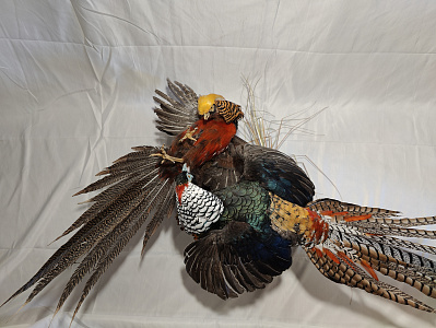 Превью Композиция дерущиеся фазаны