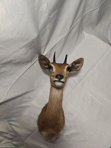 Превью Голова антилопы Стенбок