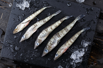 Ледяная рыба 0,1-0,250кг Фото Ледяная рыба 0,1-0,250кг